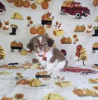 Coco (Prapso) , a male Shih Tzu for sale in Belleview, FL – 7 of 10