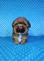 Justin , a male Shih Tzu for sale in Belleview, FL – 4 of 10