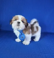 Noah , a male Shih Tzu for sale in Belleview, FL – 7 of 10
