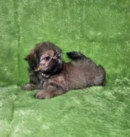Samuel , a male Shih Tzu for sale in Belleview, FL – 2 of 10