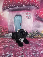 Mila, a female Shih Tzu for sale in Belleview, FL – 9 of 10