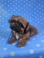 Nugget , a male Shih Tzu for sale in Belleview, FL – 5 of 10