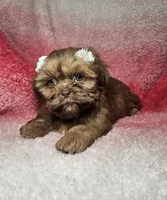 May, a female Shih Tzu for sale in Belleview, FL – 8 of 10