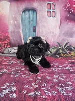 Mila, a female Shih Tzu for sale in Belleview, FL – 8 of 10