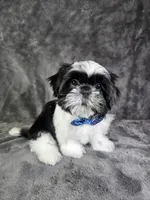 Leny, a male Shih Tzu for sale in Belleview, FL – 6 of 10