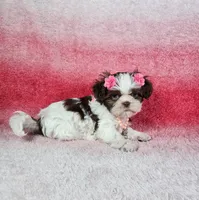Analia, a female Shih Tzu for sale in Belleview, FL – 7 of 10