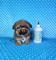Justin , a male Shih Tzu for sale in Belleview, FL – 2 of 10