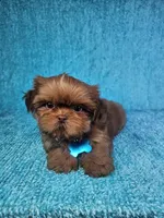 Harley , a male Shih Tzu for sale in Belleview, FL – 3 of 10