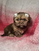 May, a female Shih Tzu for sale in Belleview, FL – 7 of 10