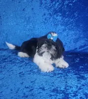 Leny, a male Shih Tzu for sale in Belleview, FL – 7 of 10