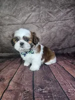Lewis , a male Shih Tzu for sale in Belleview, FL – 3 of 10
