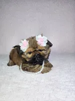 Laika, a female Shih Tzu for sale in Belleview, FL – 7 of 10