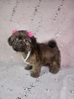 Yara, a female Shih Tzu for sale in Belleview, FL – 8 of 10