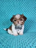 Winston, a male Shih Tzu for sale in Belleview, FL – Photo 1 of 10