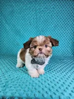 Winston, a male Shih Tzu for sale in Belleview, FL – Photo 7 of 10