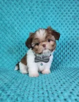 Winston, a male Shih Tzu for sale in Belleview, FL – Photo 5 of 10