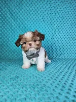 Winston, a male Shih Tzu for sale in Belleview, FL – Photo 10 of 10