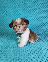 Winston, a male Shih Tzu for sale in Belleview, FL – Photo 2 of 10