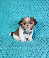 Winston, a male Shih Tzu for sale in Belleview, FL – Photo 6 of 10