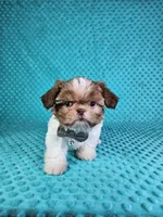 Winston, a male Shih Tzu for sale in Belleview, FL – Photo 8 of 10