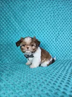 Winston, a male Shih Tzu for sale in Belleview, FL – Photo 9 of 10