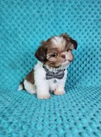 Winston, a male Shih Tzu for sale in Belleview, FL – Photo 4 of 10