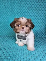 Winston, a male Shih Tzu for sale in Belleview, FL – Photo 3 of 10