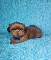 Harley , a male Shih Tzu for sale in Belleview, FL – 9 of 10