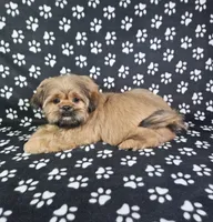 Samuel , a male Shih Tzu for sale in Belleview, FL – 7 of 10