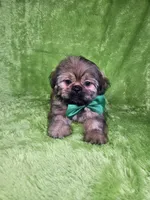 Samuel , a male Shih Tzu for sale in Belleview, FL – 9 of 10
