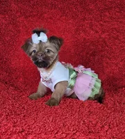 Raven, a female Shih Tzu for sale in Belleview, FL – Photo 7 of 10