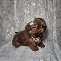 Raven, a female Shih Tzu for sale in Belleview, FL – Photo 9 of 10