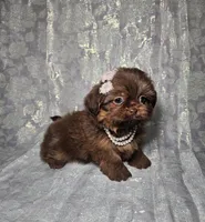 Raven, a female Shih Tzu for sale in Belleview, FL – Photo 9 of 10