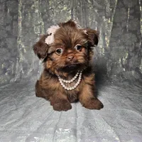 Raven, a female Shih Tzu for sale in Belleview, FL – Photo 1 of 10