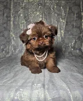 Raven, a female Shih Tzu for sale in Belleview, FL – Photo 1 of 10