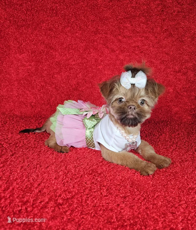 Raven – Shih Tzu puppy for sale in Belleview, FL