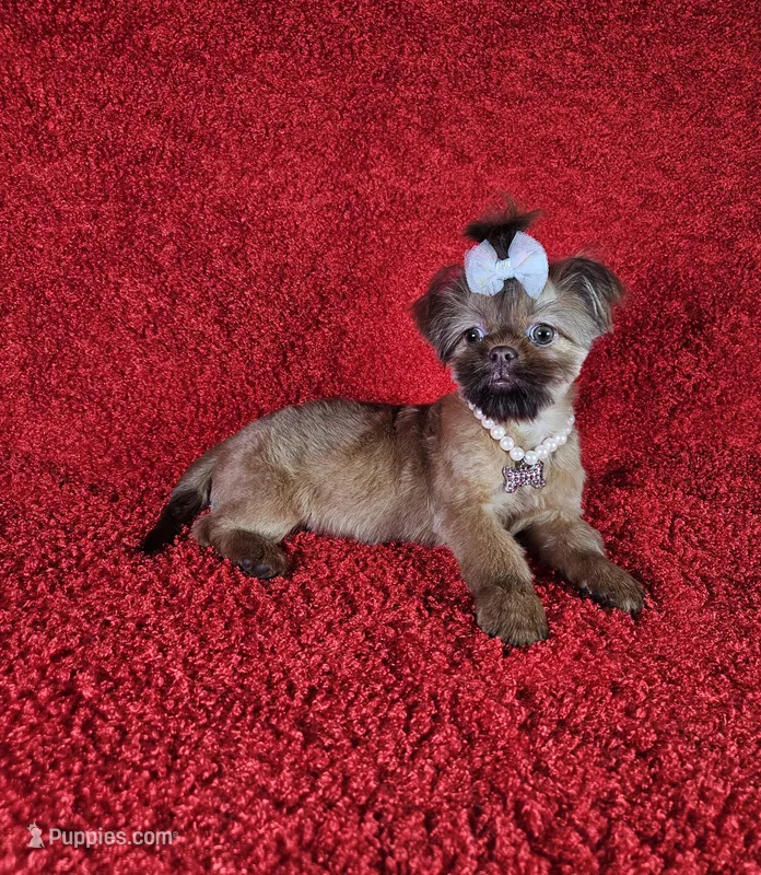 Raven – Shih Tzu puppy for sale in Belleview, FL