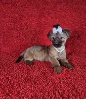 Raven, a female Shih Tzu for sale in Belleview, FL – Photo 2 of 10