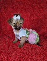 Raven, a female Shih Tzu for sale in Belleview, FL – Photo 10 of 10