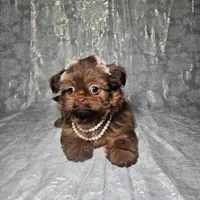 Raven, a female Shih Tzu for sale in Belleview, FL – Photo 3 of 10