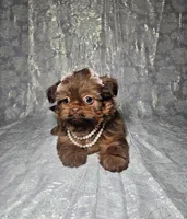 Raven, a female Shih Tzu for sale in Belleview, FL – Photo 3 of 10