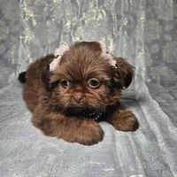 Raven, a female Shih Tzu for sale in Belleview, FL – Photo 7 of 10