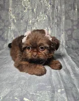 Raven, a female Shih Tzu for sale in Belleview, FL – Photo 7 of 10