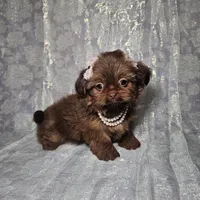 Raven, a female Shih Tzu for sale in Belleview, FL – Photo 10 of 10