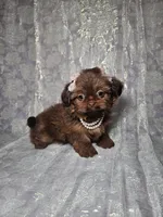 Raven, a female Shih Tzu for sale in Belleview, FL – Photo 10 of 10