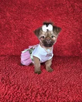 Raven, a female Shih Tzu for sale in Belleview, FL – Photo 9 of 10