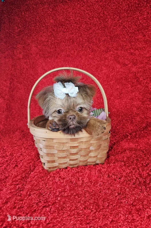 Raven – Shih Tzu puppy for sale in Belleview, FL