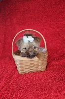 Raven, a female Shih Tzu for sale in Belleview, FL – Photo 3 of 10