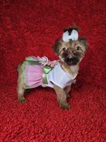 Raven, a female Shih Tzu for sale in Belleview, FL – Photo 5 of 10