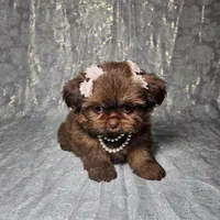 Raven, a female Shih Tzu for sale in Belleview, FL – Photo 2 of 10